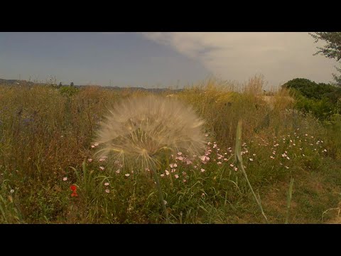 Apertura pompón estrella. Día de la biodiversidad.