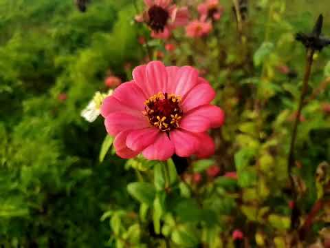 Un día de otoño en la huerta.