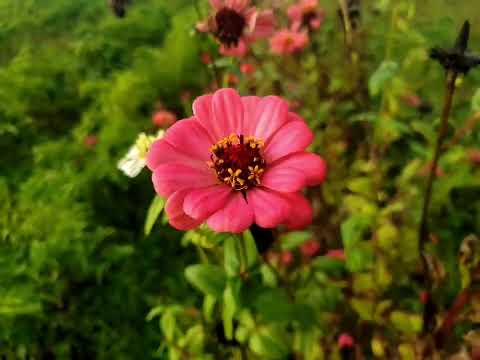 Un día de otoño en la huerta.