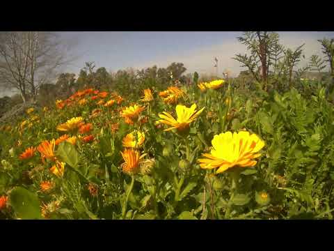 Caléndula, llegada de la primavera