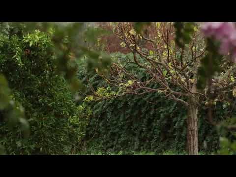 Un radiante día de lluvia en la huerta