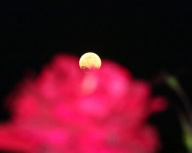 Luna rosa de abril